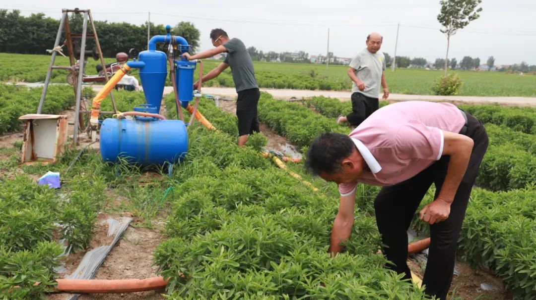 邓州市夏集镇：甜叶菊“甜”出好日子