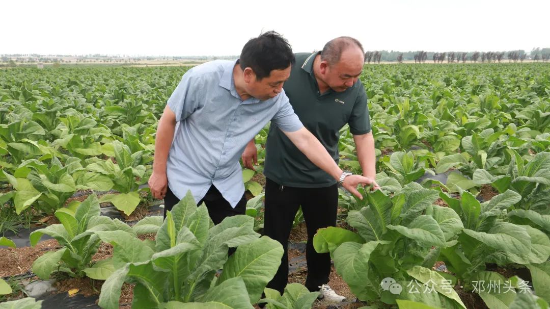邓州市罗庄镇:让“绿叶子”成为富民“金叶子” 邓州市罗庄镇:让“绿叶子”成为富民“金叶子”