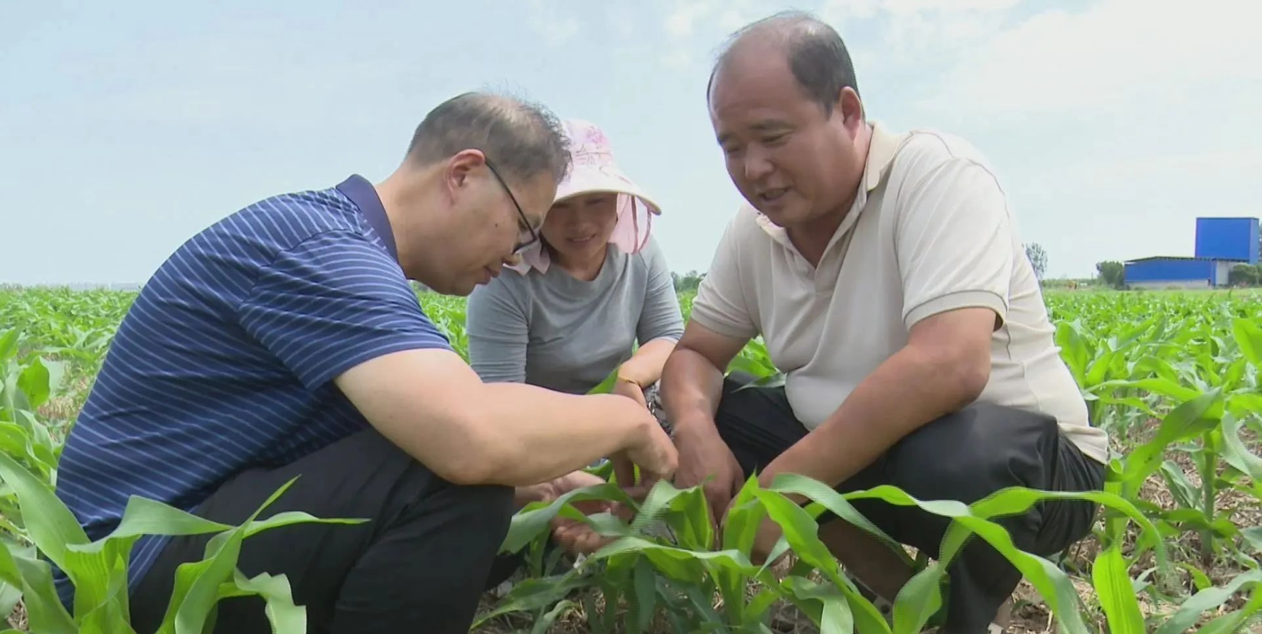 镇平：防汛农业生产两不误  确保秋粮丰产丰收