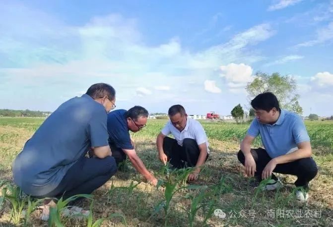 邓州市：加强夏季田间管理 力促粮食稳产丰收