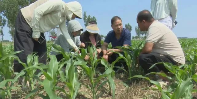 镇平：防汛农业生产两不误 确保秋粮丰产丰收