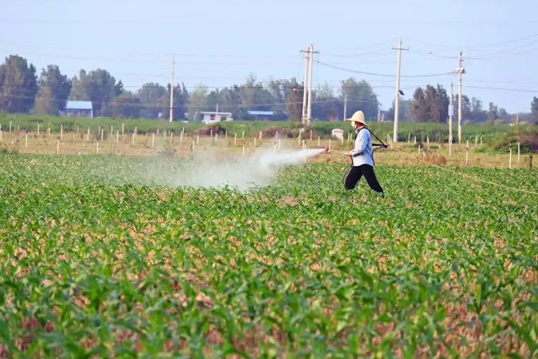 社旗：夏管忙 耘丰收