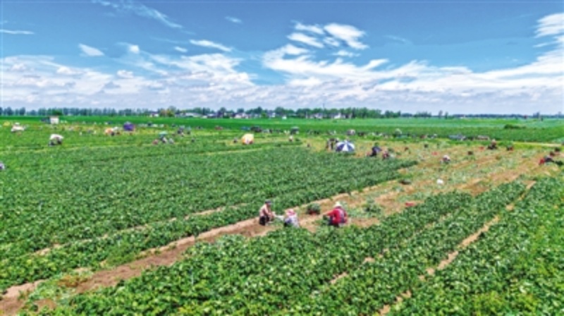 社旗县：特色种植 助农增收