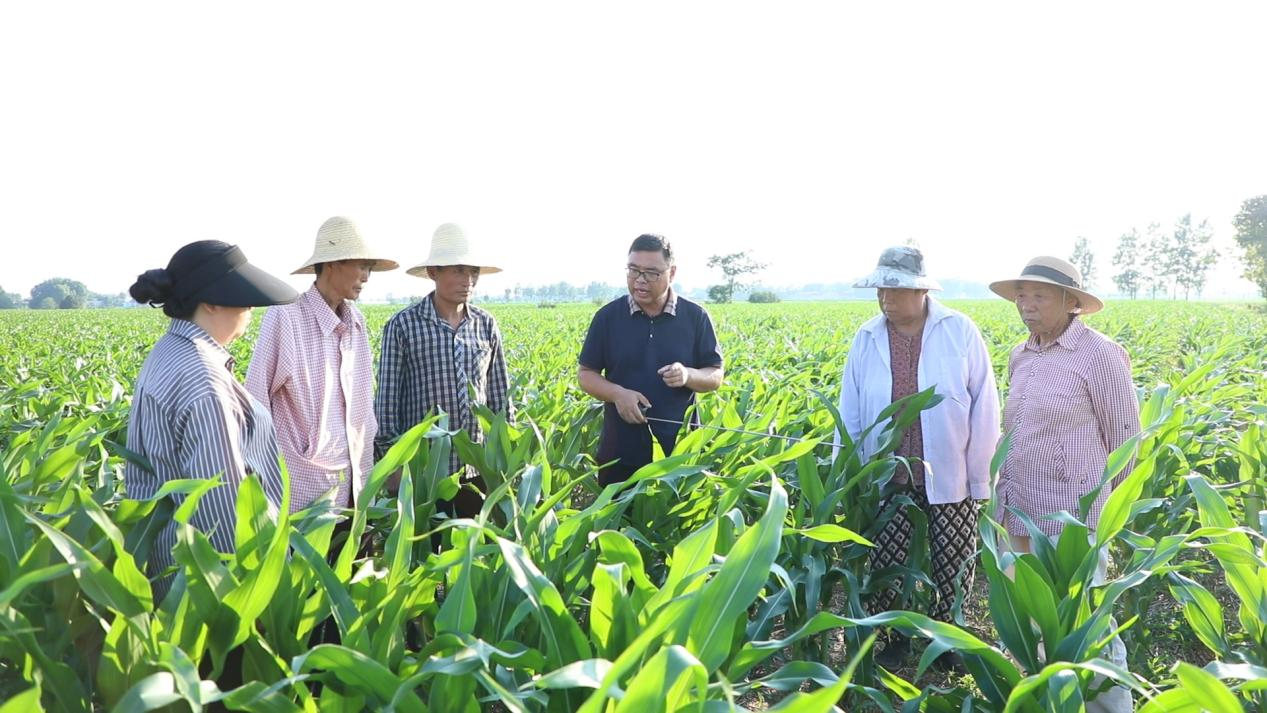 科技赋能农业生产 无人机助力玉米控旺