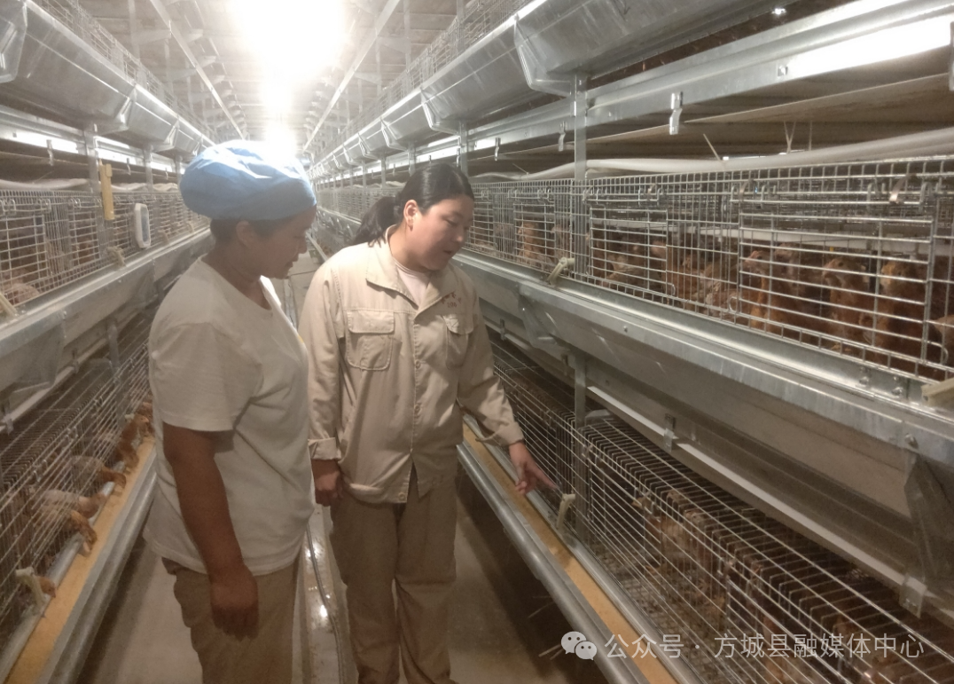 方城博望镇：开辟新“鸡”遇  智能促振兴