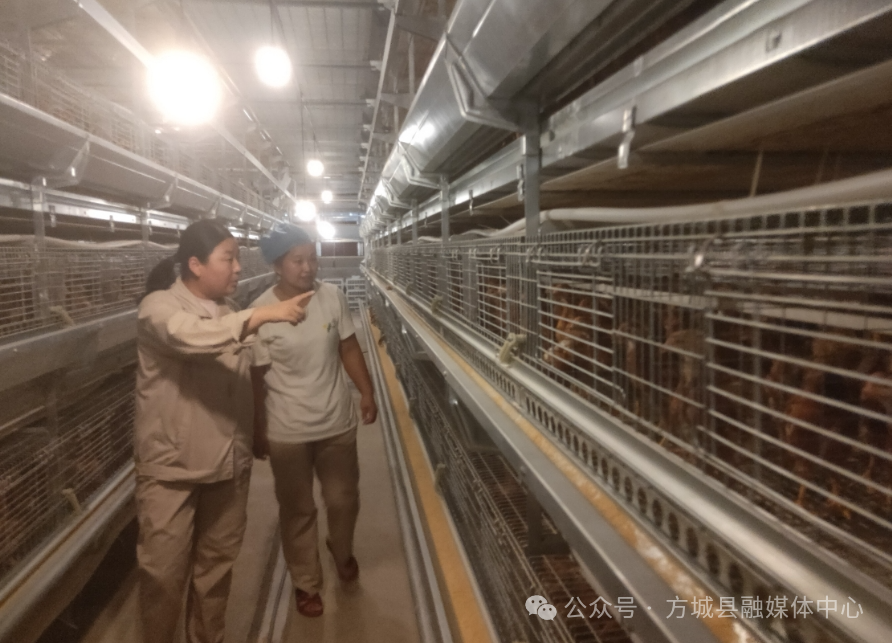 方城博望镇：开辟新“鸡”遇  智能促振兴