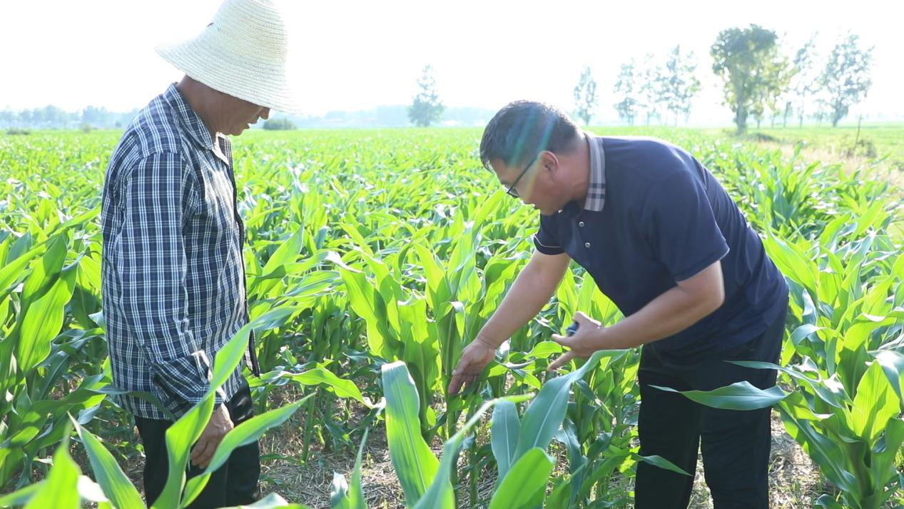 科技赋能农业生产 无人机助力玉米控旺