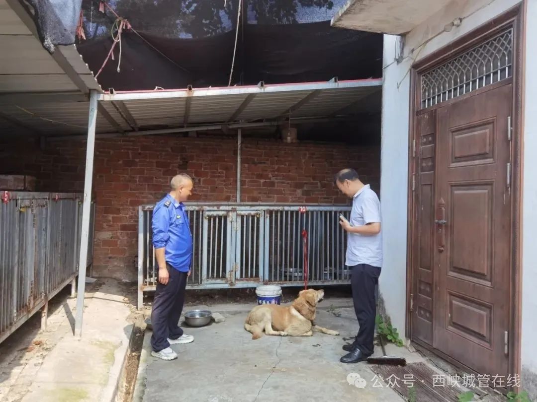 西峡县城管局：流浪犬只危险又扰民，西峡城管迅速抓捕解民忧！