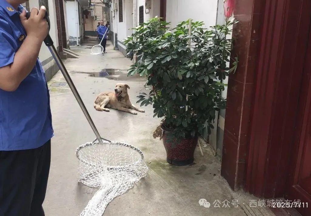 西峡县城管局：流浪犬只危险又扰民，西峡城管迅速抓捕解民忧！