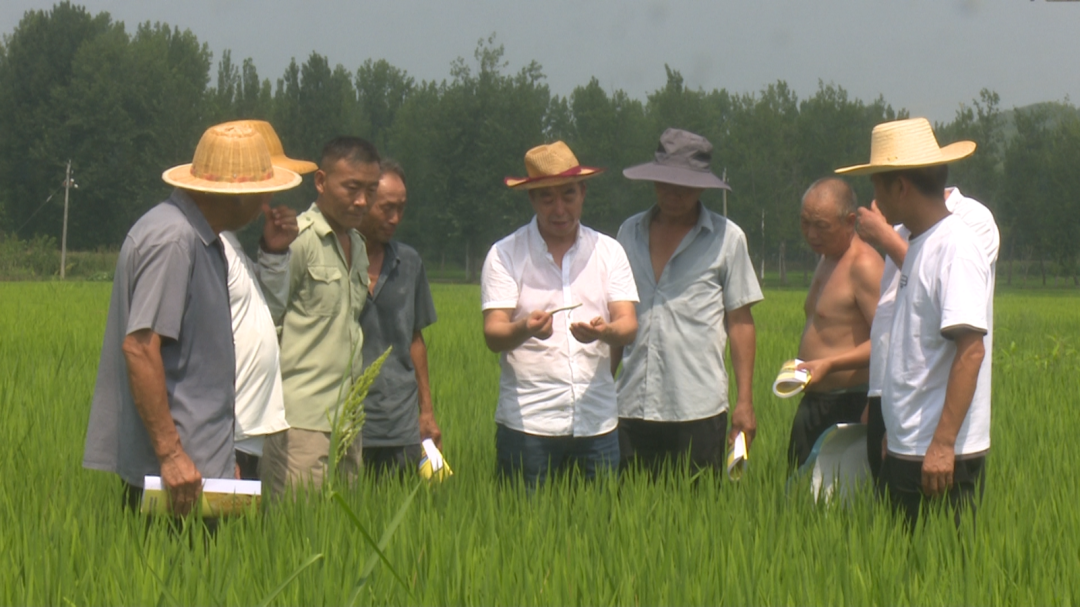 南召：“技防铁军”战高温 力保“粮仓”稳产