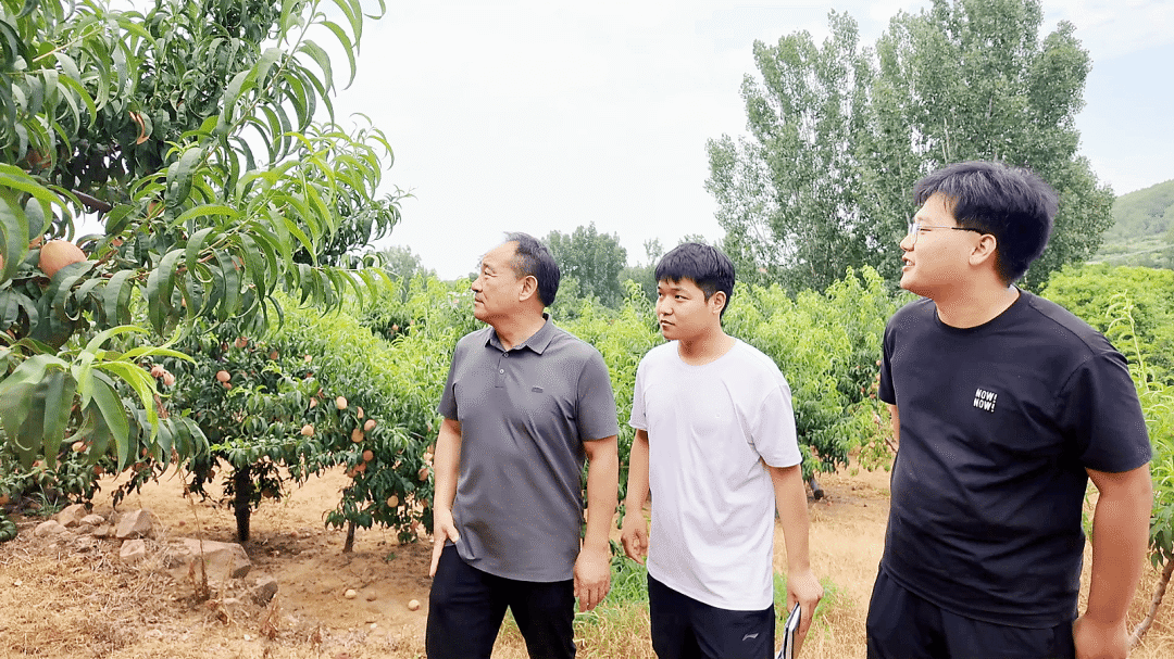 南召：“党建红”引领“产业兴”“桃联盟”破题“振兴卷”