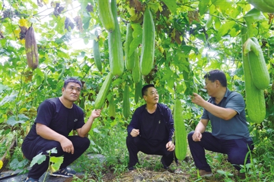 藤蔓间结出“金丝瓜”