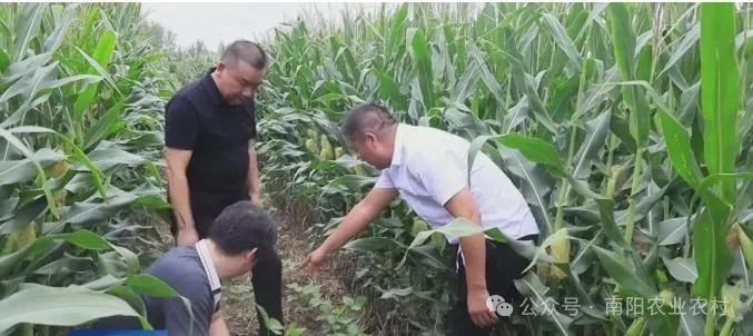 新野：抢农时强管理 筑牢丰收基础