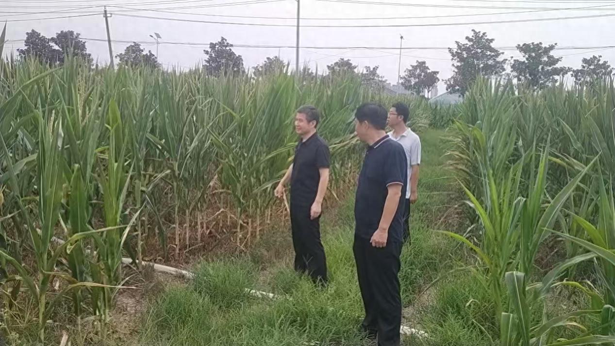 卧龙区靳岗街道：助力抗旱保秋，人大代表在行动