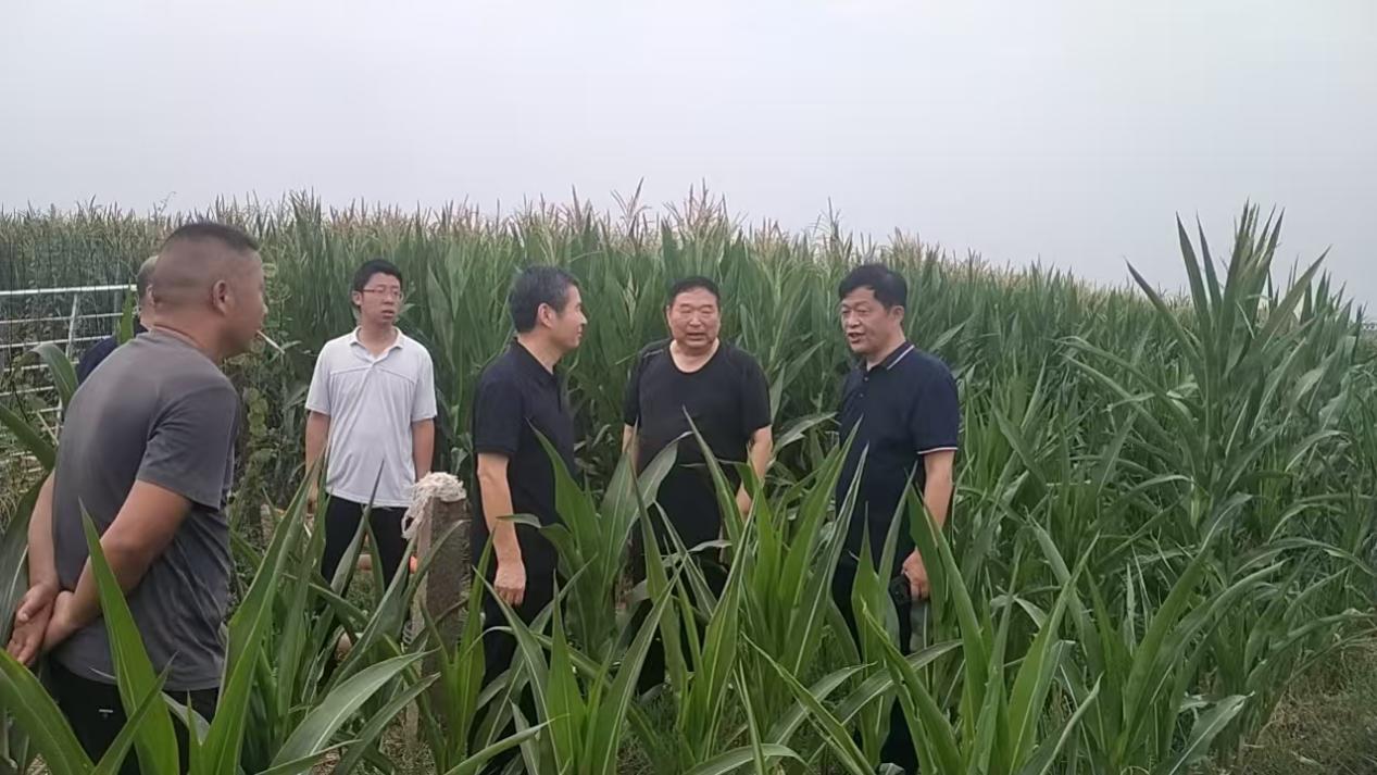 卧龙区靳岗街道：助力抗旱保秋，人大代表在行动