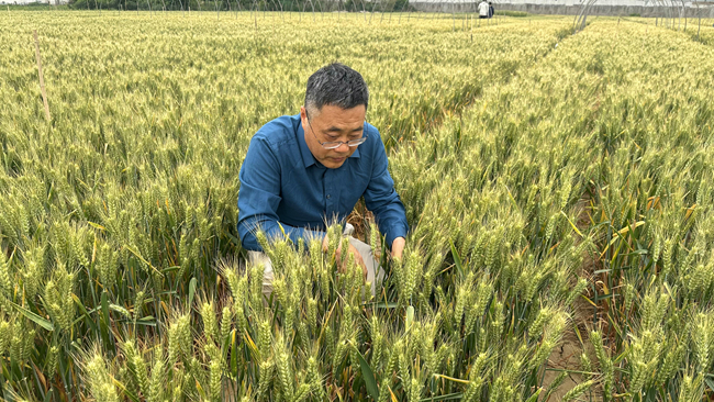如何科学防范小麦“干热风”？专家来支招→