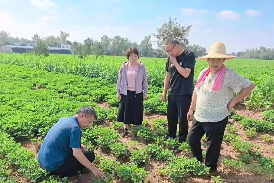 内乡县：技术兜底 服务护航 全力保障秋粮安全