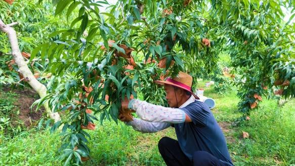 林业生金果飘香 特色林果富上庄