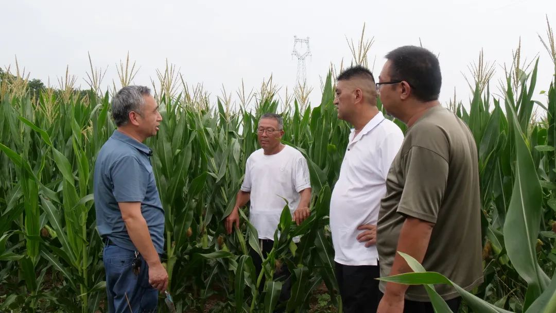 内乡：加强雨后管理 力保秋粮丰收