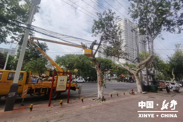 县园林中心集中开展行道树安全隐患排查 守护市民出行安全
