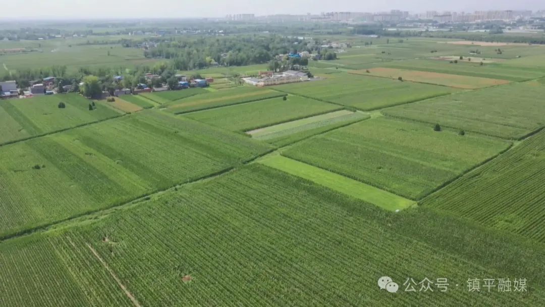 镇平：滴灌水肥一体化助力秋粮稳产增收