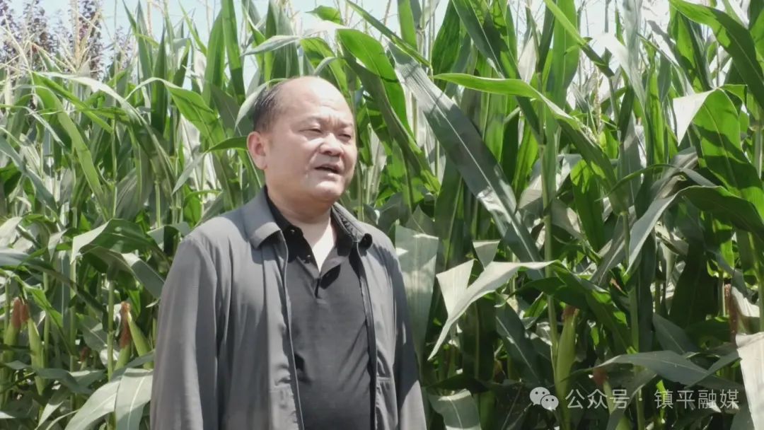 镇平：滴灌水肥一体化助力秋粮稳产增收