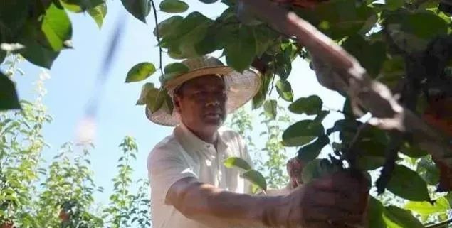 方城博望镇：黄金梨喜获丰收 部分出口欧美澳