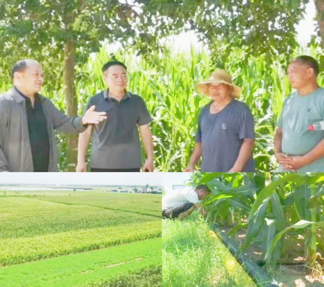 “新农人”、“新模式”推动镇平粮食生产转型升级