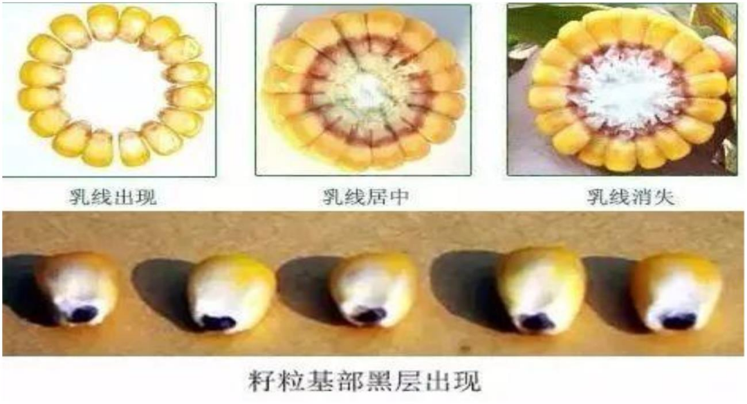 镇平县主要秋作物收获期的注意事项