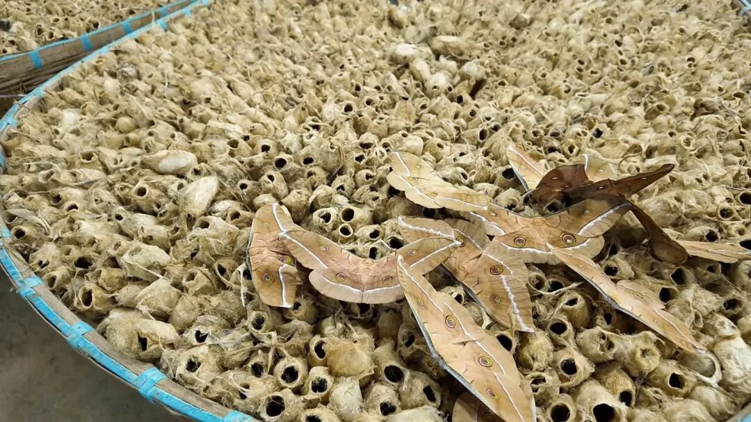 南召：金蚕破茧秋点兵 柞坡生金富山乡