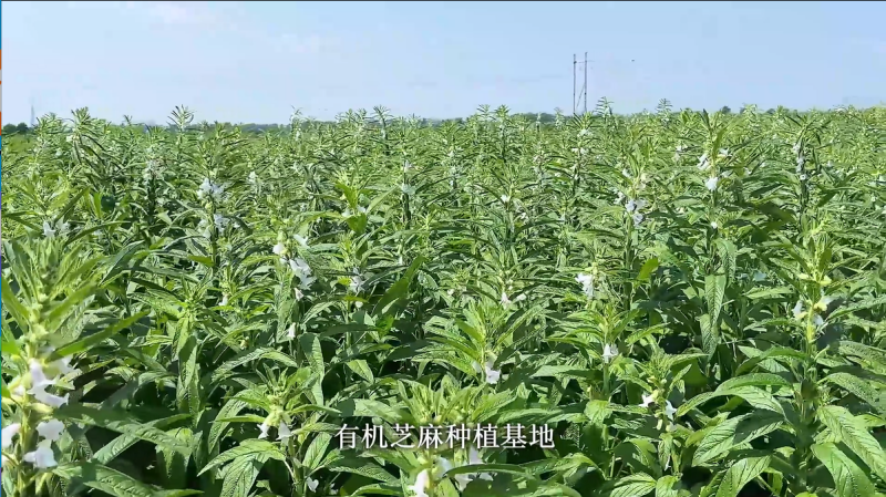 2025年中国农民丰收节知名农业品牌宣展（四）