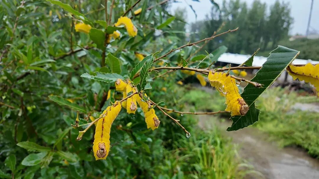 南召：金蚕破茧秋点兵 柞坡生金富山乡