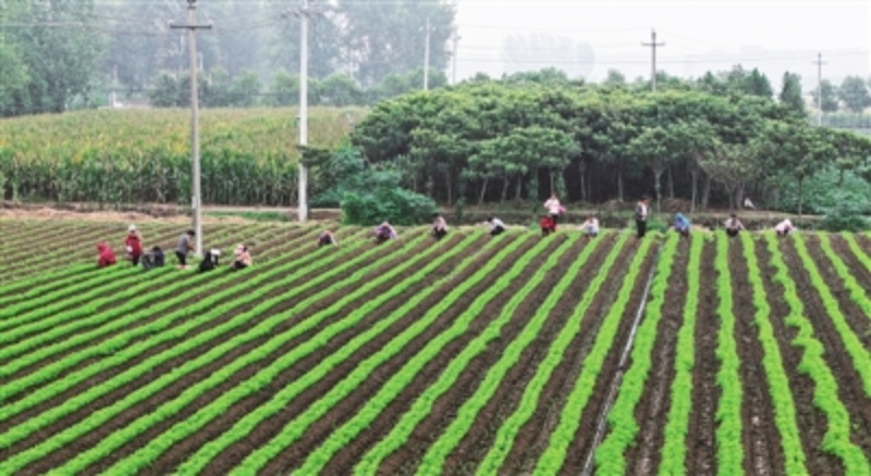 田间管护忙