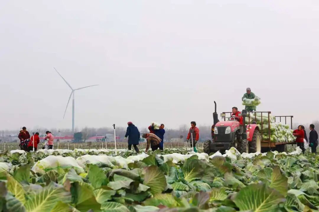 【新闻发布】郝寨镇特色产业“三驾马车”齐头并进 激活乡村振兴“一池春水”