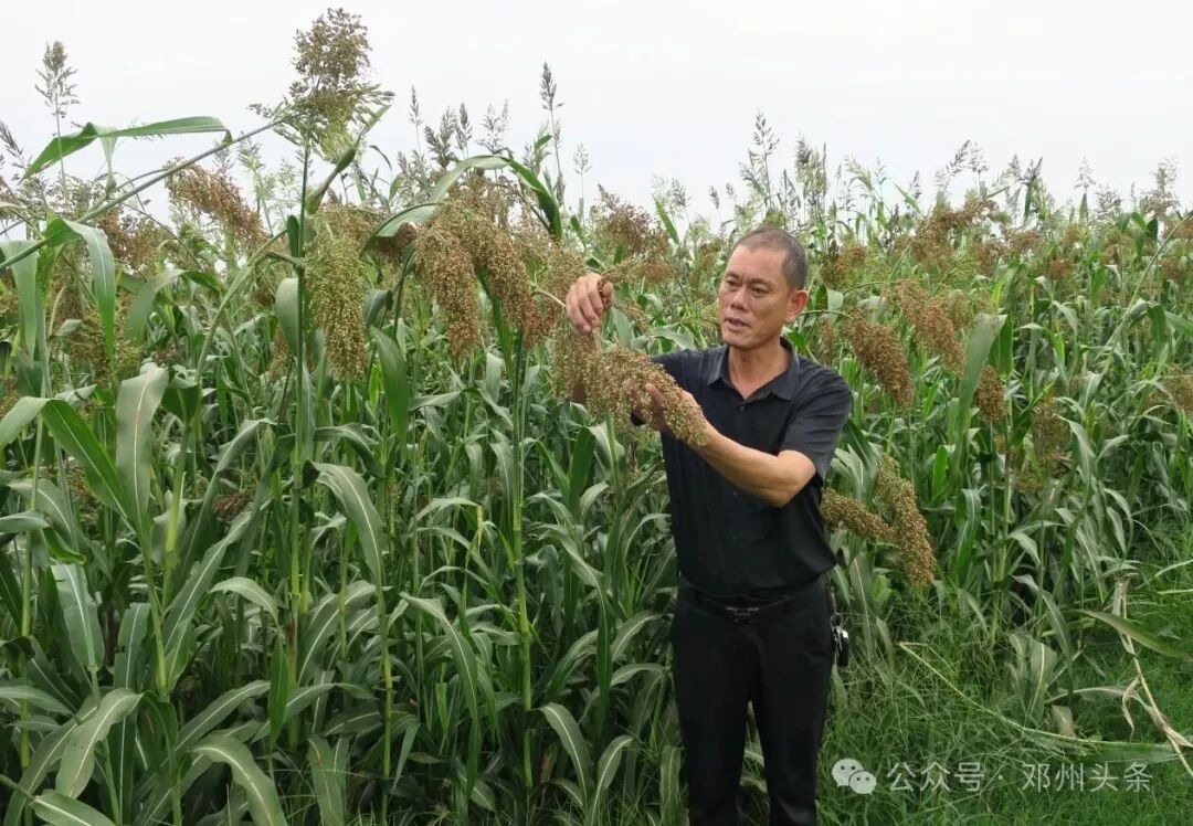 打造枢纽经济先行区丨邓州市夏集镇：千亩高粱红 引领产业兴