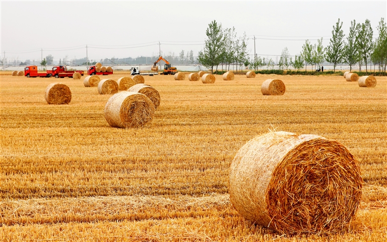 “秸”尽所能！河南发文让废秸秆变身“金宝贝”