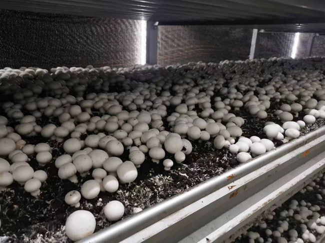 “秸”尽所能！河南发文让废秸秆变身“金宝贝”