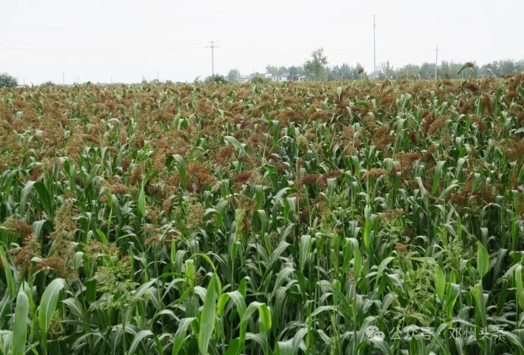 打造枢纽经济先行区丨邓州市夏集镇：千亩高粱红 引领产业兴