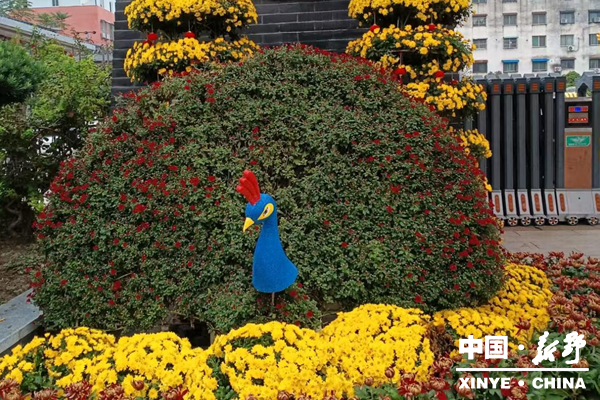 万菊竞艳汉桑城 文旅盛宴引客来