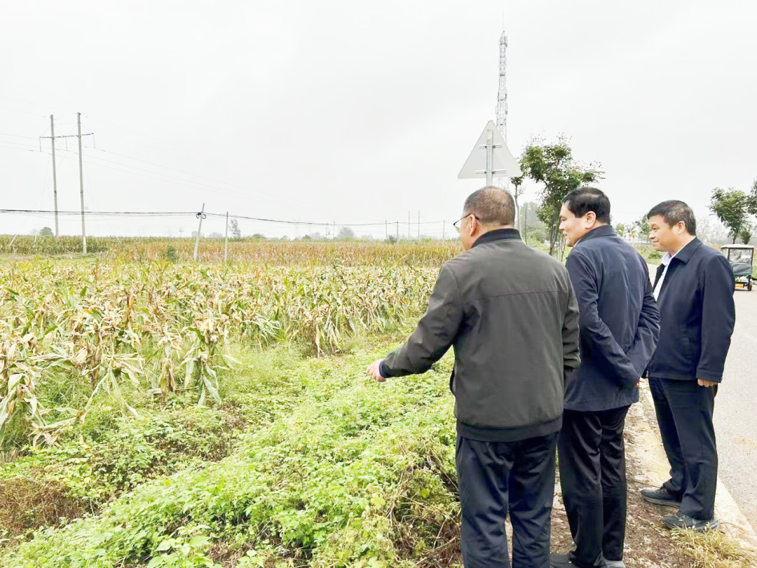 市农业农村局局长周清玉调研“三秋