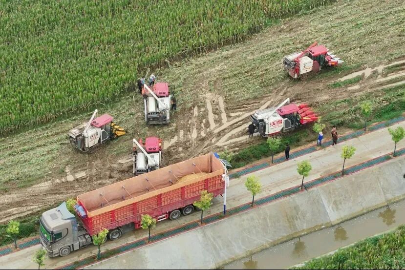 宛城区：抢收抢烘颗粒归仓 守住粮食劳动成果
