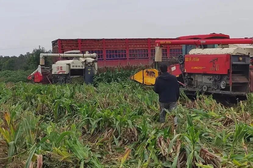 宛城区：抢收抢烘颗粒归仓 守住粮食劳动成果