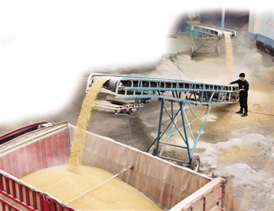 抢收抢烘 颗粒归仓