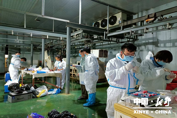 河南农大高腾云团队赴新野开展皮南牛屠宰试验精准赋能地方肉牛产业高质量发展