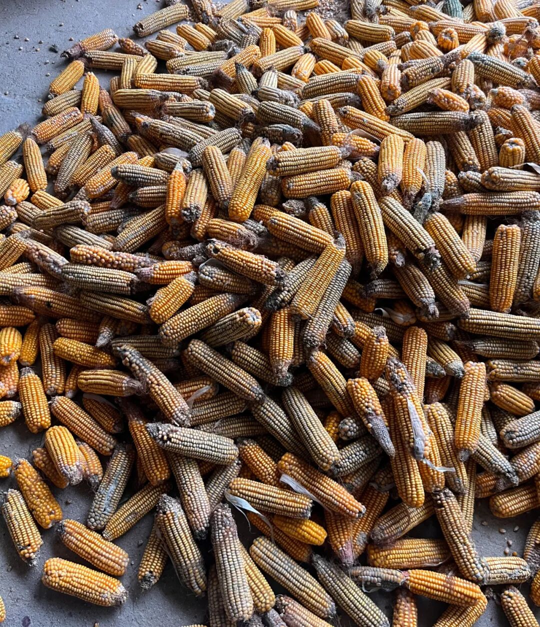 玉米发生霉变咋办？三项挽救措施，力求降低损失！