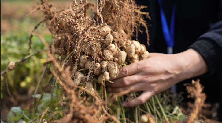 卧龙区:抢晴战雨保秋收 卧龙区:抢晴战雨保秋收