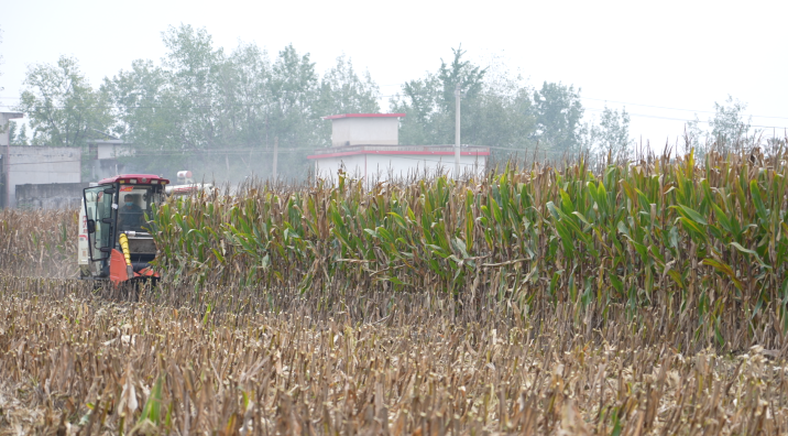 卧龙区:抢晴战雨保秋收 卧龙区:抢晴战雨保秋收