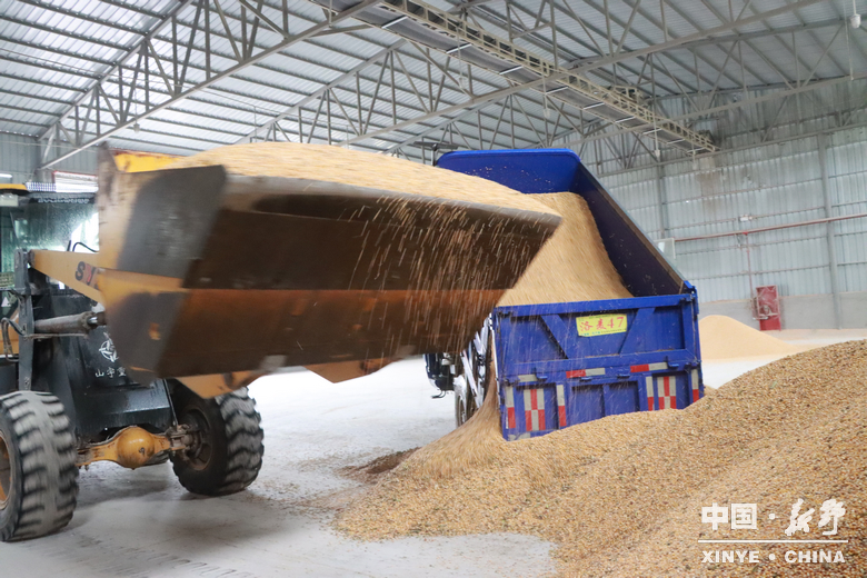 风雨无阻护秋收