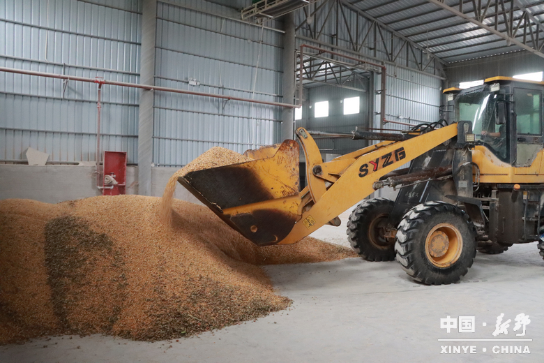 风雨无阻护秋收