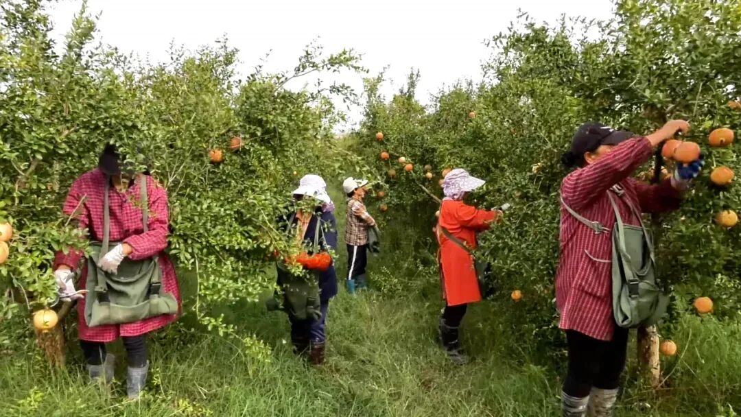 打造枢纽经济先行区丨淅川：万亩软籽石榴基地喜迎丰收